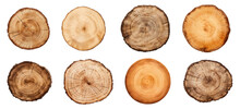 Set Of Cross Sections Of A Different Trees Isolated On Transparent Background