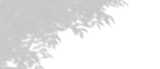 Wall Mural - shadow shade leaves tree branches movement isolated backgrounds 3d render png