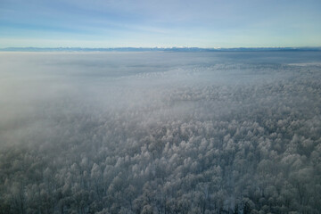 Wall Mural - Aerial view of snow covered white forest with frozen trees in cold winter. Dense wild woodland in wintertime