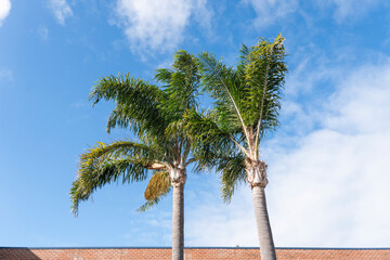 Two palm tree and blue sky