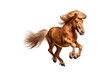 Horse jumping in the air, small orange fluffy on isolated