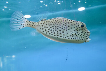 Puffer fish swimming in the water. Close-up view.