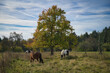 Weidende Pferde auf einer Wiese mit Bäumen, mit Herbstlaub bewachsen