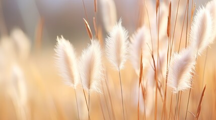 Abstract natural background of soft plants Cortaderia selloana. Pampas grass on a blurry bokeh, Dry reeds boho style. Fluffy stems of tall grass in winter, white background