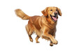 An adult Golden Retriever dog plays and runs