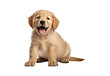 Beautiful and funny golden retriever puppy dog isolated
