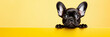 Adorable black Petit Brabancon dog on yellow background, advertising banner, web banner, Place for your text, copy space, empty space, Generative AI