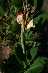 Sticker - Canna flowers. Cannaceae perennial bulbous tropical plants. The colorful flowers bloom from August to October.