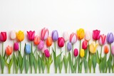 Fototapeta Tulipany - Photo of a colorful tulip garden with a solid white background. Generative AI