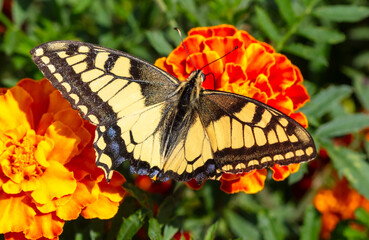 Poster - Close-up of a butterfly on an orange flower in nature