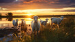Goats in field at sunset
