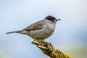 Wall Mural - Mönchsgrasmücke (Sylvia atricapilla) Männchen