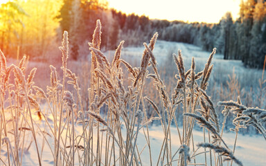 Wall Mural - Winter scene