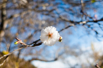 紅葉と競うように秋に咲き始める十月桜