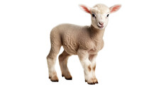 Cute Lamb, Isolated On White Background Cutout