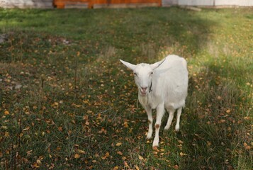 Wall Mural - white goat on the meadow