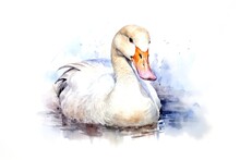 Watercolor Goose In The Water With Splashes On White Background