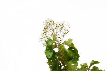 Wall Mural - Tectona grandis tree isolated on white background.