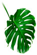 Monsterablatt, die tropische immergrüne Zimmerpflanze isoliert auf weissem Hintergrund