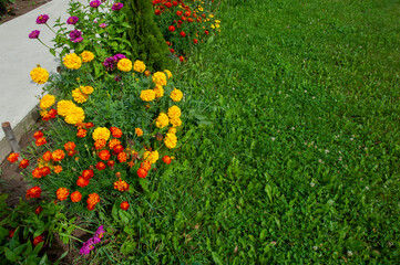 Marigold flowers against the background of the blue sky