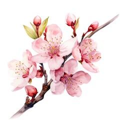 Wall Mural - watercolor cherry blossom illustration on a white background.