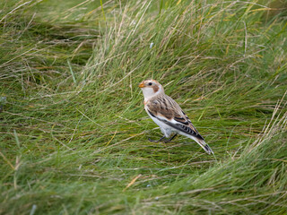 Poster - Snow bunting, Plectrophenax nivalis