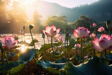 Meadows Morning Lotus Flower Garden Photography