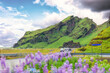 View from roadside with volcanic mountain, lupine flower blooming and car driving in summer at Iceland