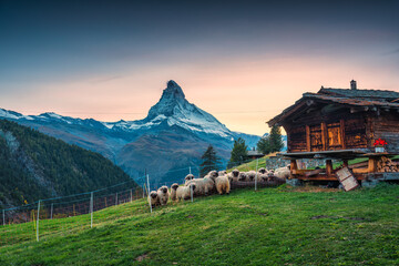 Wall Mural - Sunset over Matterhorn iconic mountain with Valais blacknose sheep and wooden hut at Zermatt, Switzerland