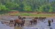 Many elephants in Sri Lanka wildlife reserve park. Travel to Pinnawala