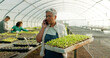 © N Felix/peopleimages.com - Manager, phone call and greenhouse plants, farming or agriculture communication, growth and agro business management. Senior woman, farmer or supplier talking on mobile with sprout tray and gardening