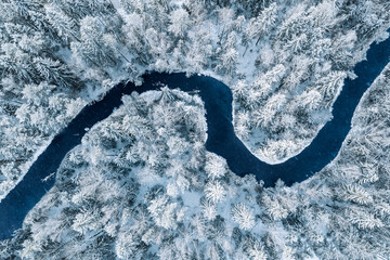 Wall Mural - Aerial top view of blue winding river in snow forest with frozen pine trees