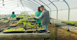 © N Felix/peopleimages.com - Greenhouse, agriculture and farm employees with plants to check growth, quality assurance and food production. Sustainable business, agro farming and vegetable supplier in market inspection together.