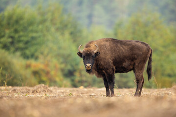 Wall Mural - European bison - Bison bonasus in the Knyszyńska Forest (Poland)