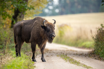 Wall Mural - European bison - Bison bonasus in the Knyszyńska Forest (Poland)