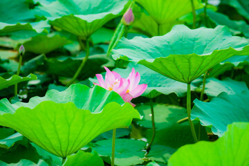 Wall Mural - Lotus blooming in summer, in northern China