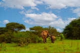 Fototapeta Sawanna - Elephant walking through Amboseli National park Africa