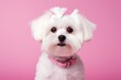 cute white Maltese groomed puppy dog on pink background studio closeup portrait in pastel pink collar