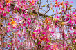 Pink flowers of the silk floss tree Ceiba speciosa