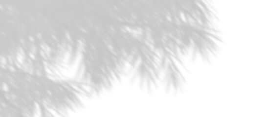 Wall Mural - realistic shadow shade branches leaves trees movement on transparent backgrounds png