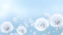 Dandelion Fluff Background For Aesthetic Minimalism Style Background. Light Blue Color Wallpaper With Elegant And Light Flying Fluffs On Empty Wall. Fragile, Lightweight And Beautiful Nature Backdrop.