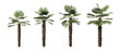 Kumaon palm or Trachycarpus Takil plants isolated on transparent background