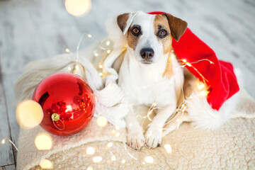 Sticker - Puppy Dog in Christmas decorations in red hat