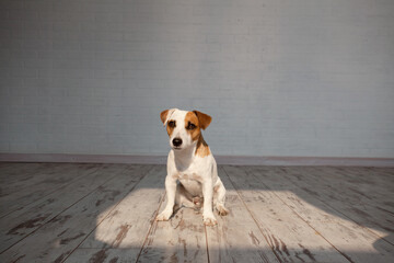 Wall Mural - Dog sitting on white wooden floor at home