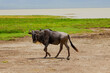 adult African wildebeest on loose stands close