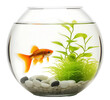 Goldfish in a bowl aquarium with green plants isolated on transparent background.