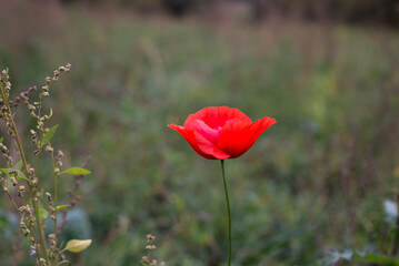 Wall Mural - Closeup of one wild poppy in a meadow