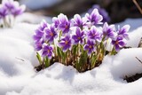 Fototapeta Kwiaty - Purple flowers emerging from snow in spring. Generative AI