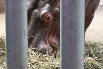 Wall Mural - Hippopotamus eating behind bars in a zoo