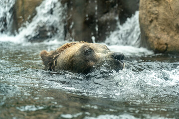 Wall Mural - Head of a brown grizzly bear swimming in the water, as seen through the glass of a zoo in the Rocky Mountains